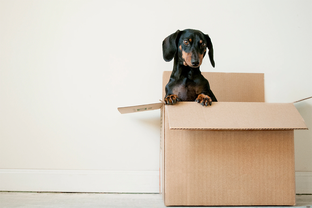 Tips for moving home with pets